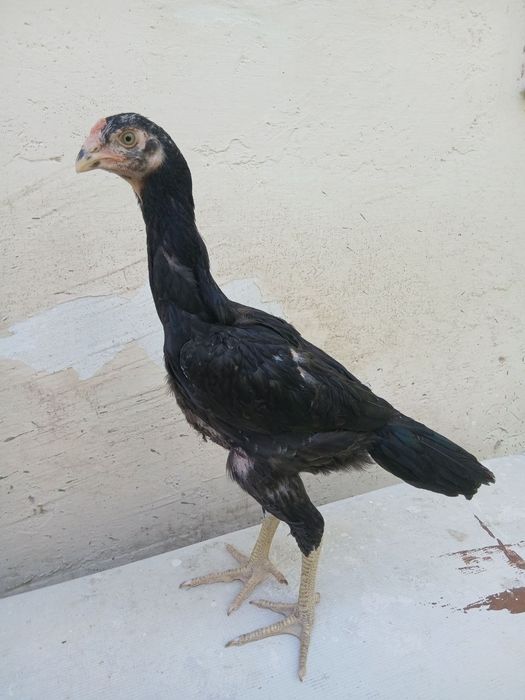 Dakan xoʻrzchalar sotiladi