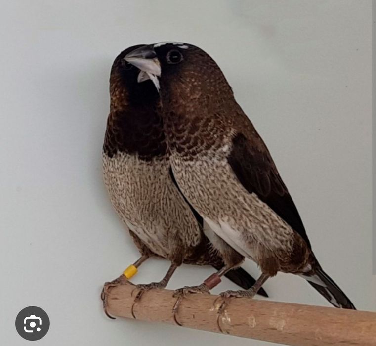 Амадаина Чешуйчатые