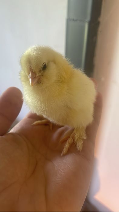 Цыплята от крупных кур