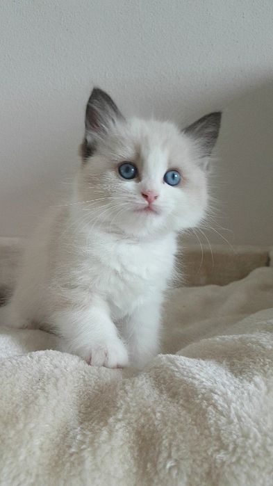 Ragdoll pisica cu ochii albastri