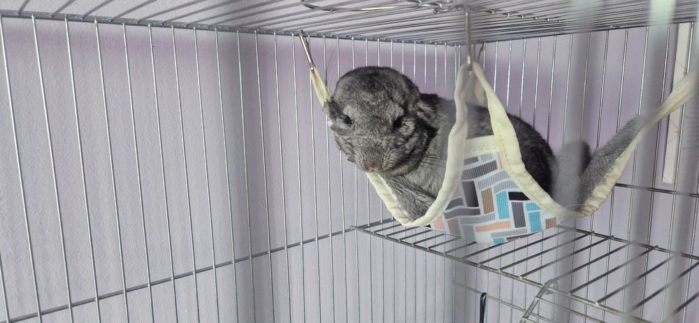 Продавам Чинчила на 9 месеца