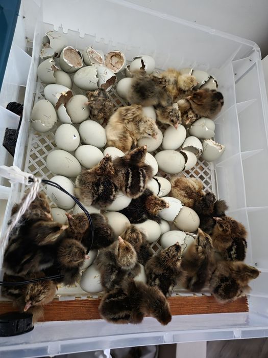 Pui Moțată cu Cream Legbar