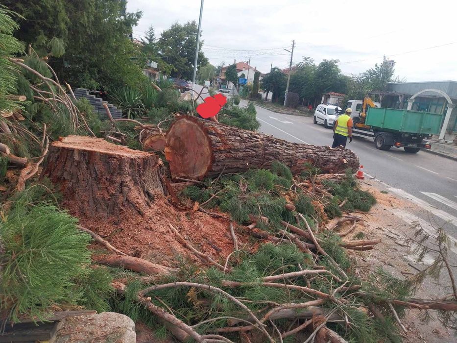Рязане на опасни дървета-Пазарджик и региона