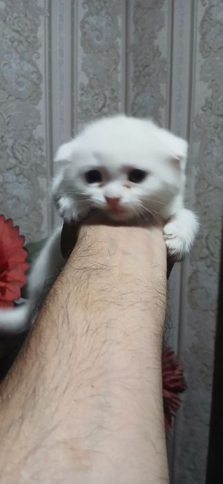 Шотландский фолд