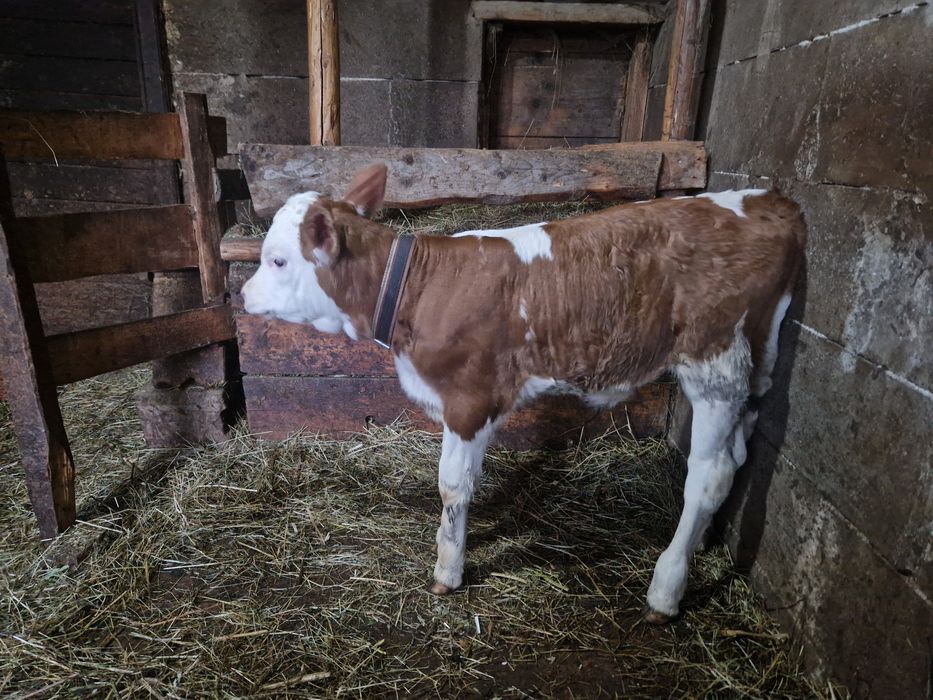 Vaca cu vitea de o saptamana