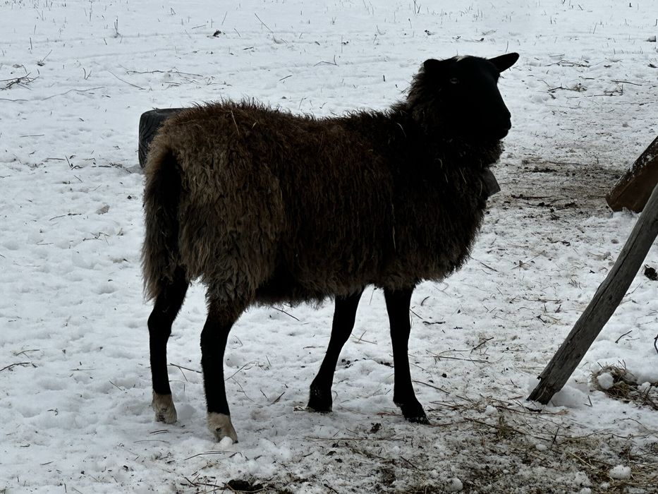 Berbec si oi romanov