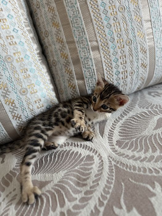 Котенок бенгальский