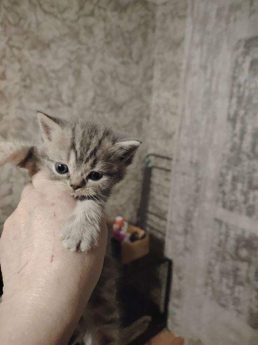 Британская малышка