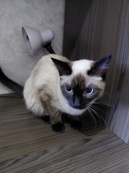 Кошку сиямская,  хорошая
