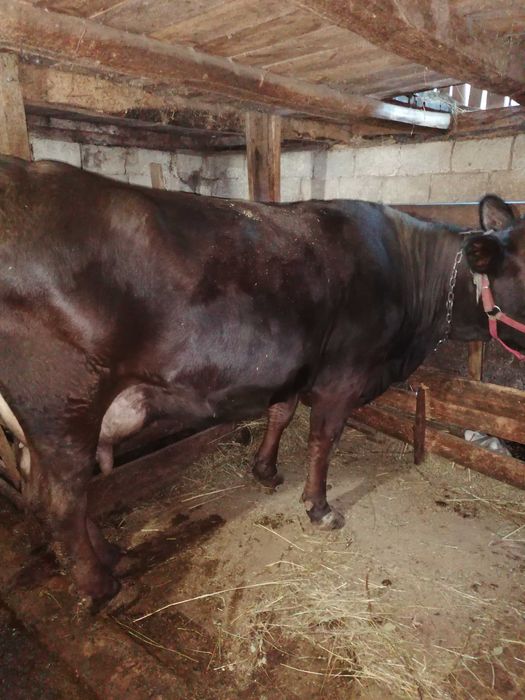 Vand juninca Angus cu vițica