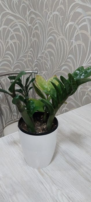 Продам замиакулькас Зензи