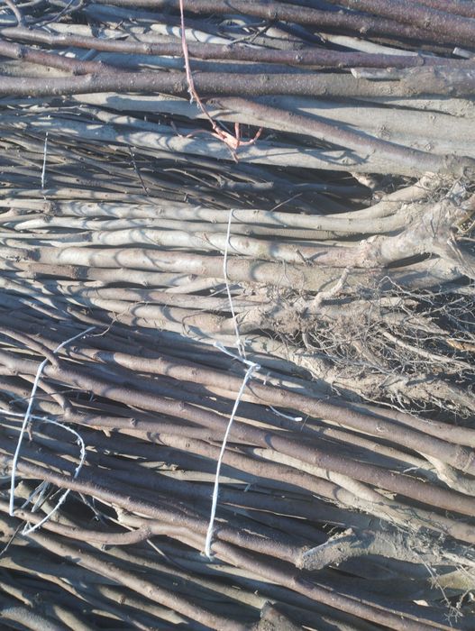 Самарканд оптим кучат бор