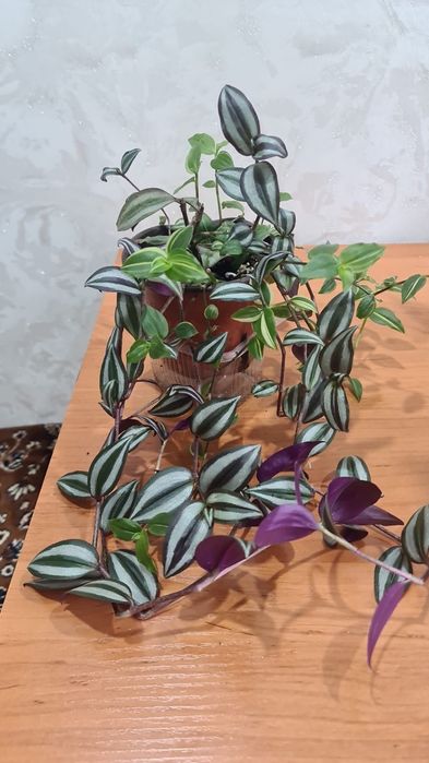 Продам  цветочки