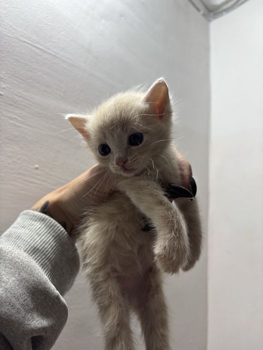 Котята ищут дом