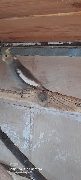 Vind papagali nimfe