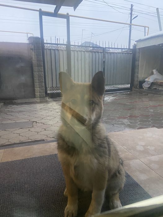 Красивая ласковая собачка