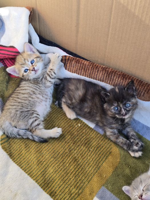 Отдаем котят в добрые руки