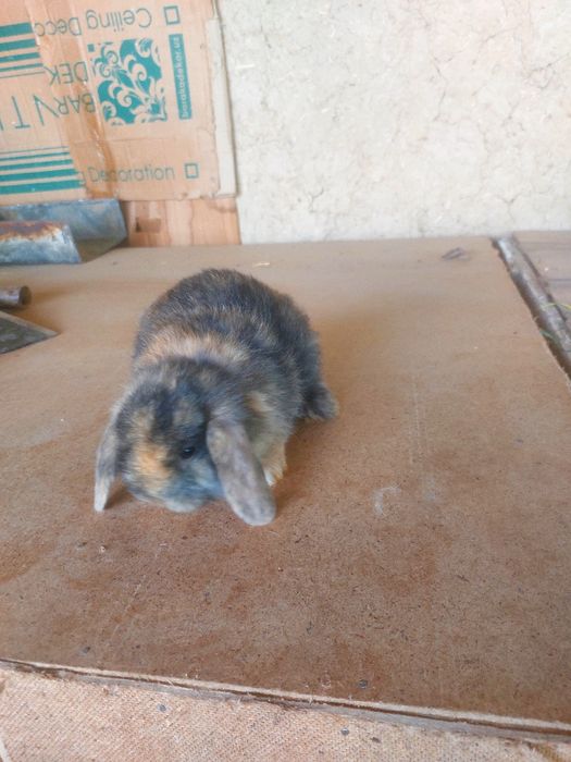 Quyonlar karlik baran 1,5 oylik yeb ichishi zor 100 %emlangan