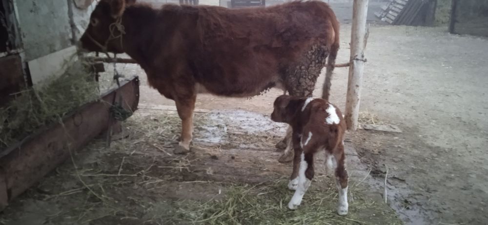 Продам Корова с теленком