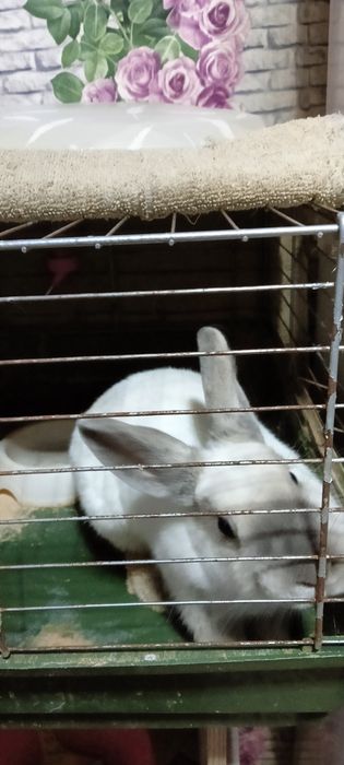 Кролик декаративный