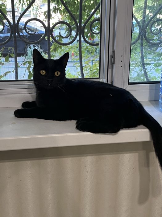 Молодой котик ищет дом !!!