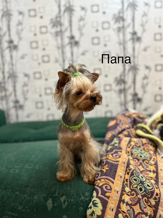 Йоркширский терьер бронь