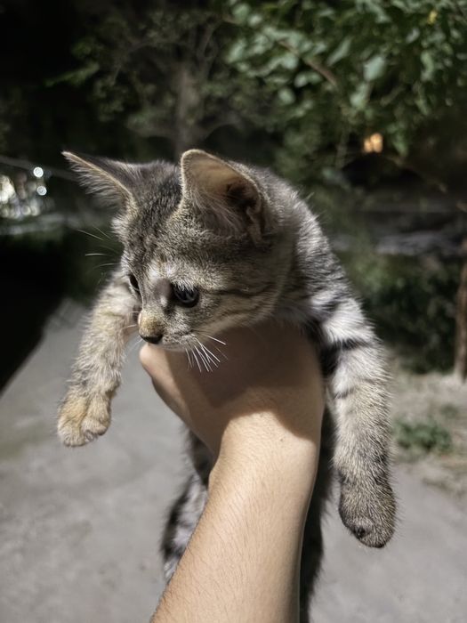 Отдам в добрые руки