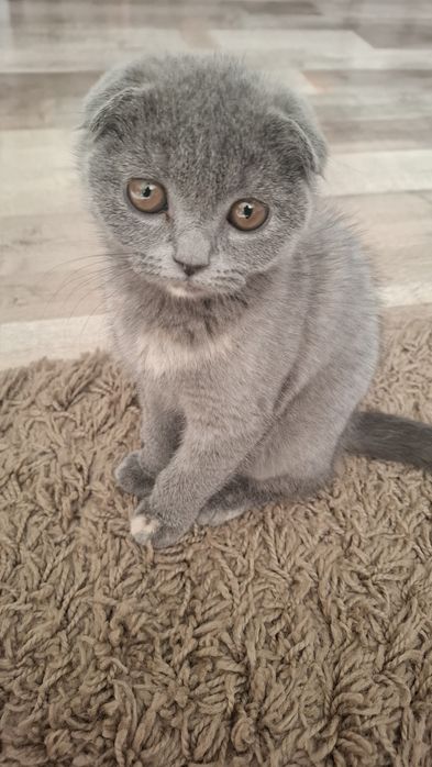 Предлагам прекрасни Scottish Fold (Шотландска клепоуха) котенца
