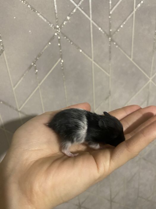 Сирийские хомяки