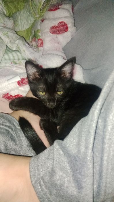 Отдам котёнка в хорошие руки
