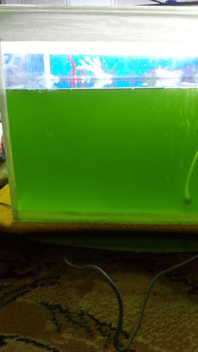 Тетроселмис для криветок амана и Артемий