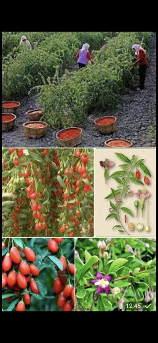 Раст-я годжи дар природи, плоди годжи очень богат вытаминами и минерал