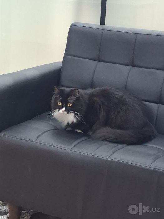 Котик мальчик кастрат
