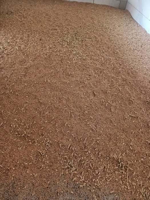 Vand triticale recoltata 2025