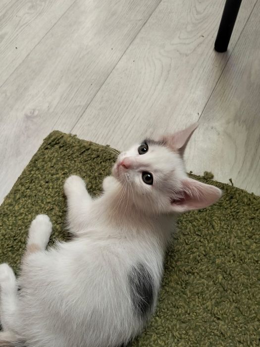 Бесплатно. Котят в добрые руки