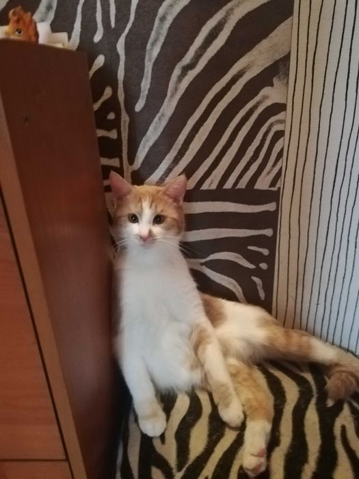 Потерялся кот Рыжик