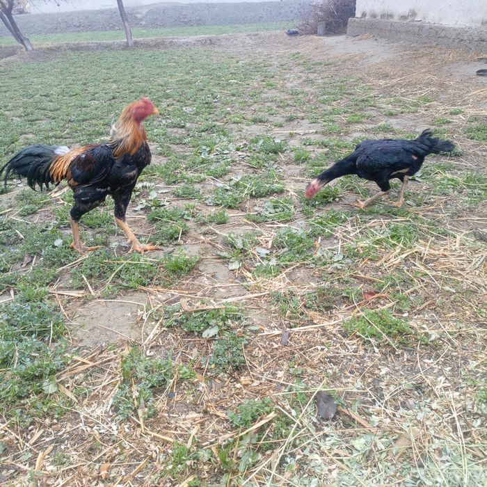 Kulangi xörozla sotiladi