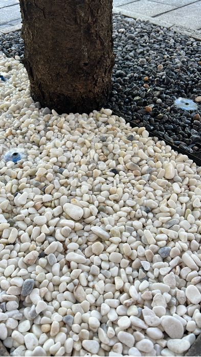 Семена дерн, газон под ключ