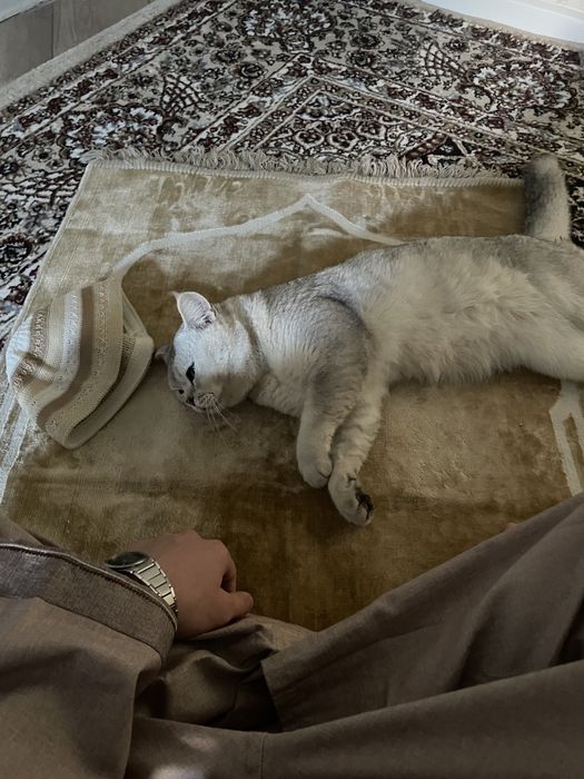 Продается кот, Серибристая Шиншилла