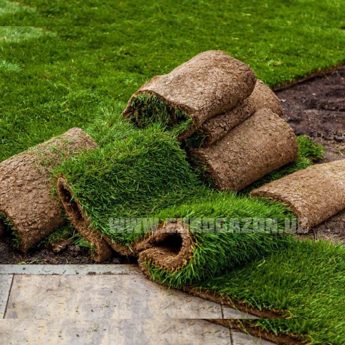 gazon toshkent рулонные газоны в ташкенте