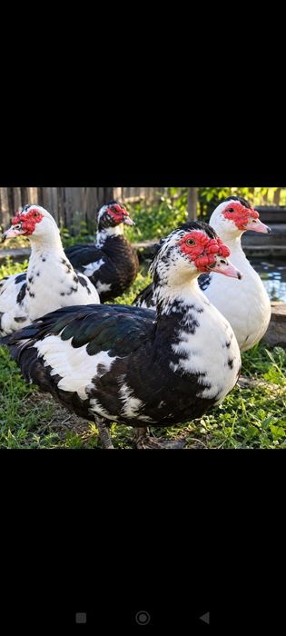 Индоутки продам самки и самцы