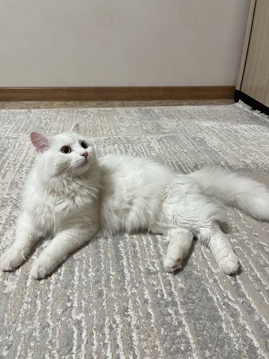 Котик отдам добрые руки