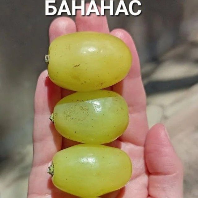 УЗУМ енг янги сортлари бор сортига кафолат берамиз