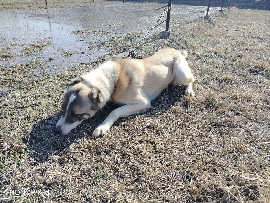 Alabay zotli itimiz bor