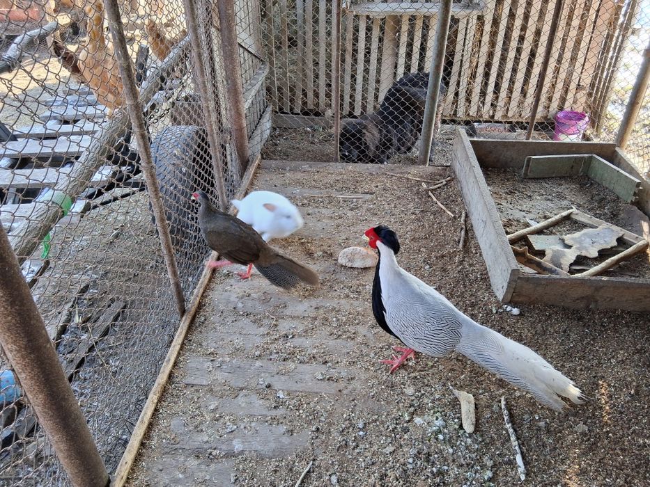 Vand o pereche Fazani Pe Alb 350 lei