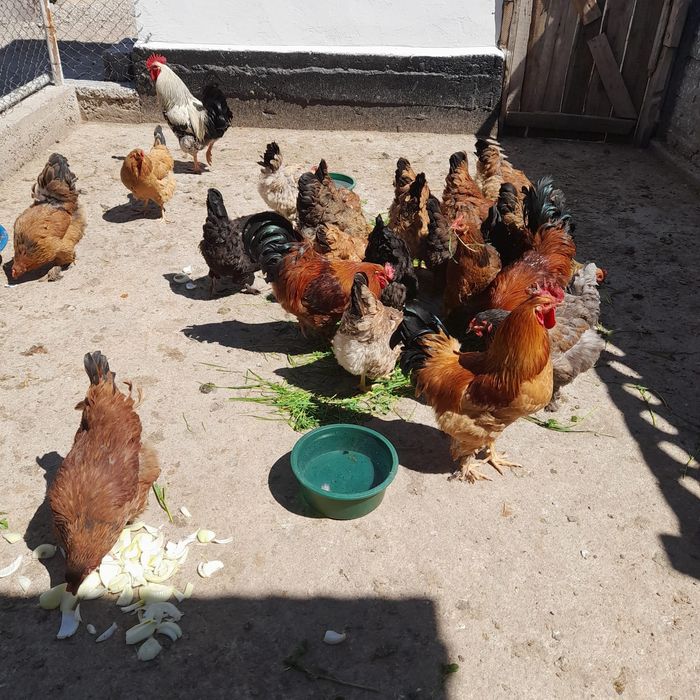 Продам домашних курей