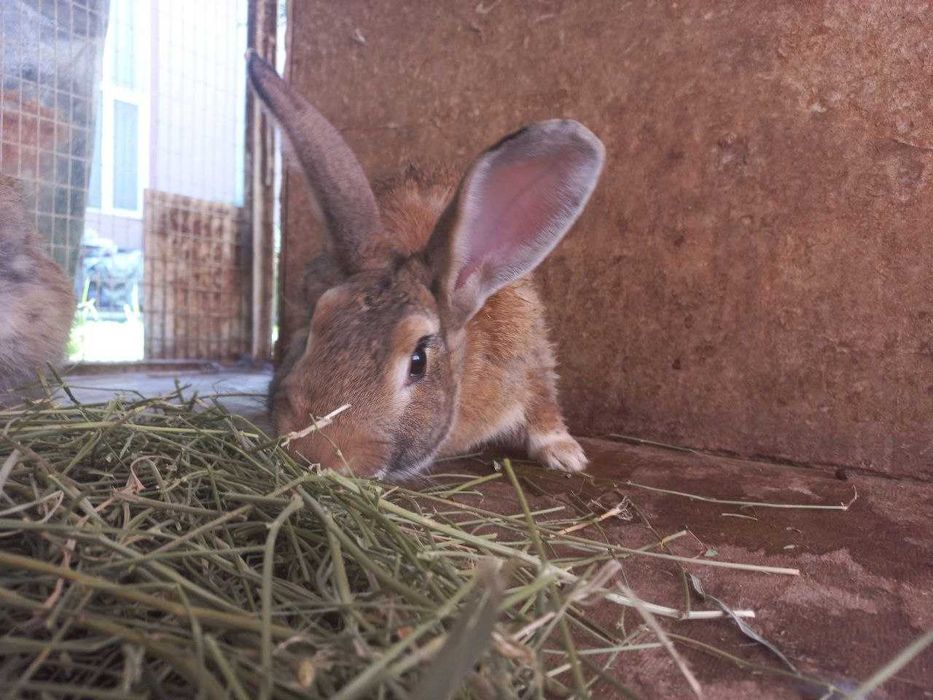Продаются домашние кролики породистые