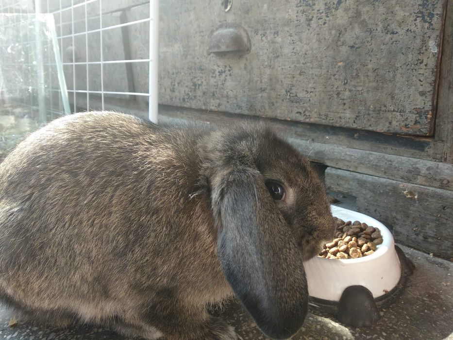 Pet sitting pentru lăbuțe fericite și inimi liniștite