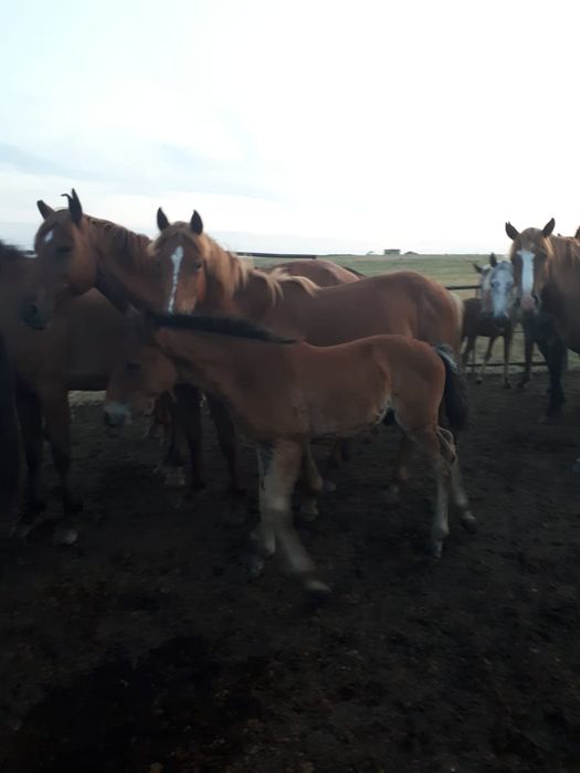 Продам лошадей с жеребятами
