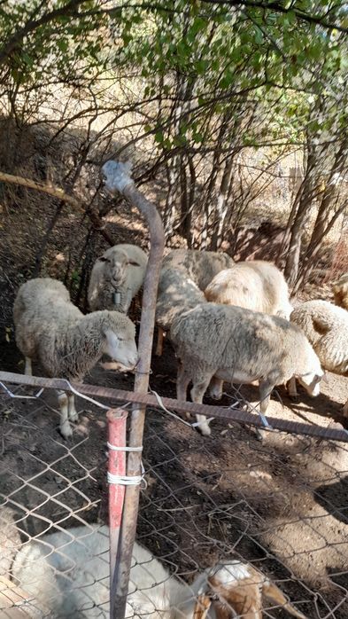 Саулық қойлар. Овцематки